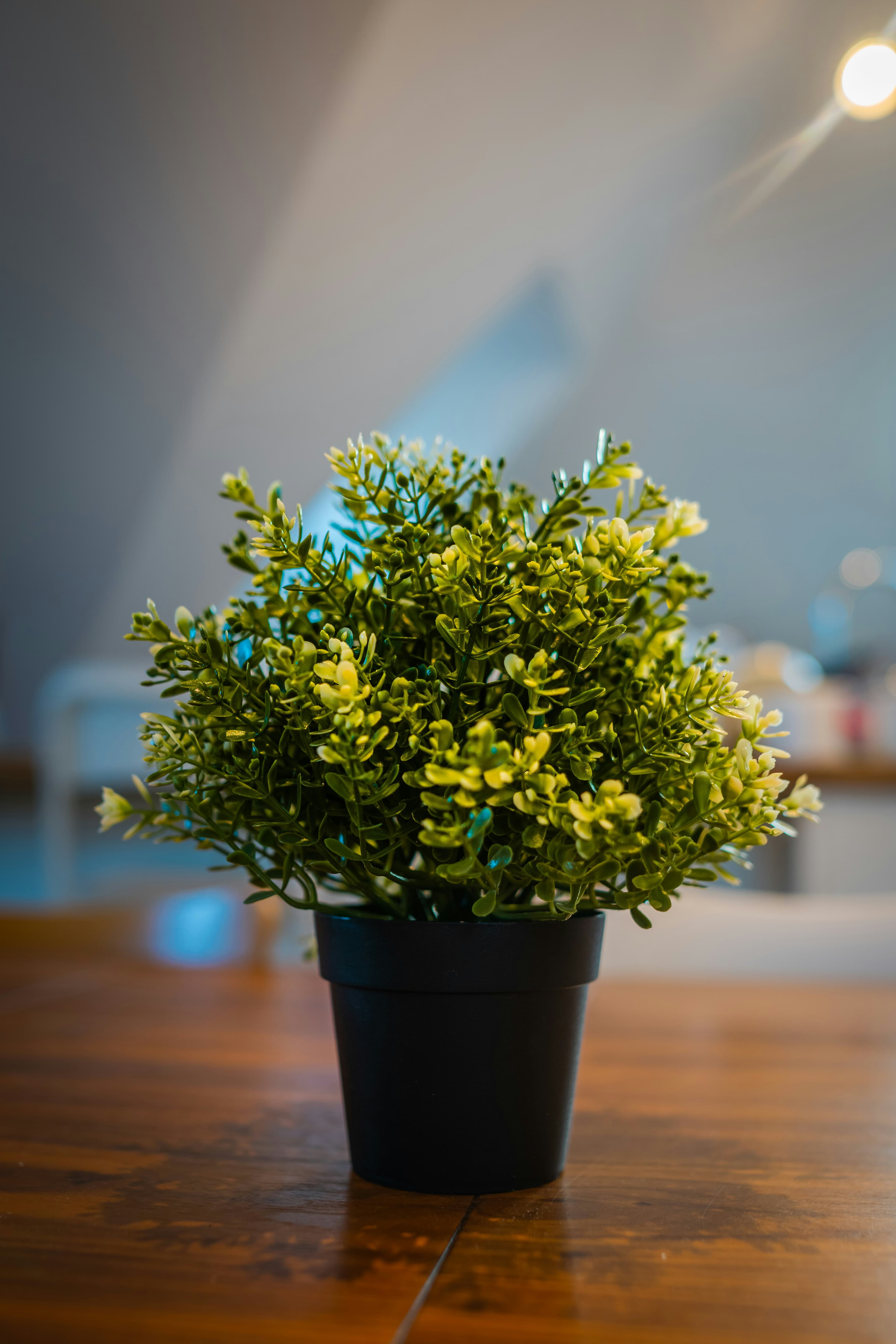 Artificial tabletop plant in a black pot